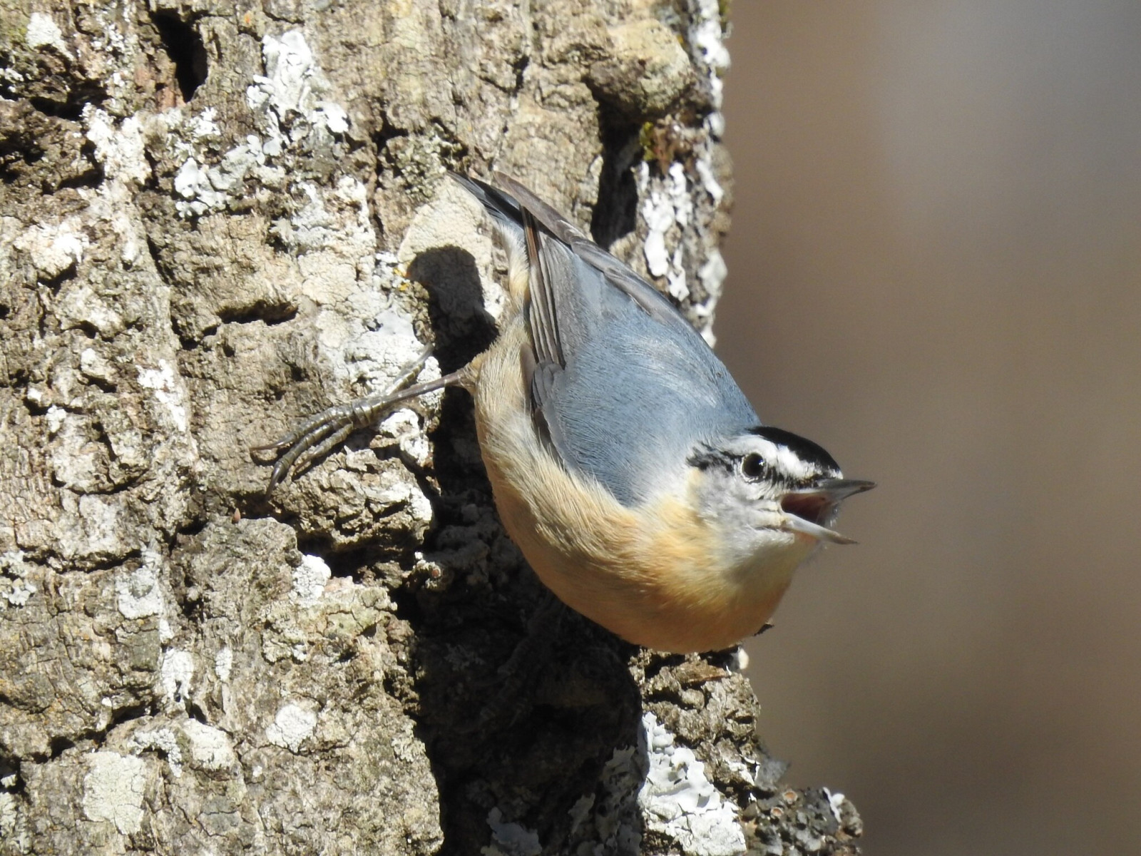 image Algerian Nuthatch
